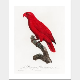 The Cardinal Lory, Chalcopsitta cardinalis from Natural History of Parrots (1801—1805) by Francois Levaillant. Posters and Art
